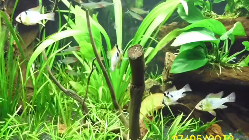 Schön anzusehen von Günther Kröger (51)