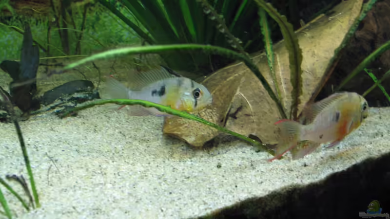 Schön aufpassen von Stefan (32)