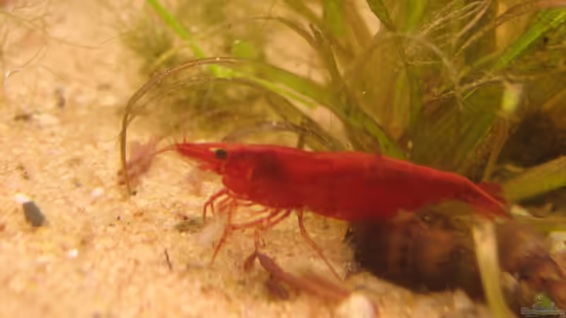 schön die Garnele getroffen von chrisi01 (40)