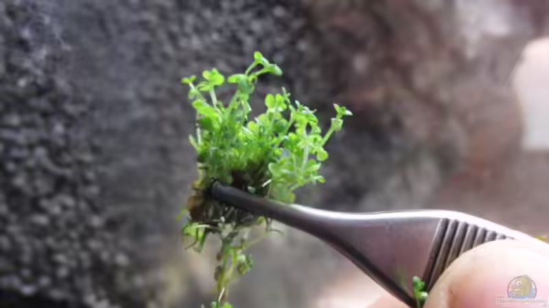 schön einer nach dem andern..... von Microsash (14)