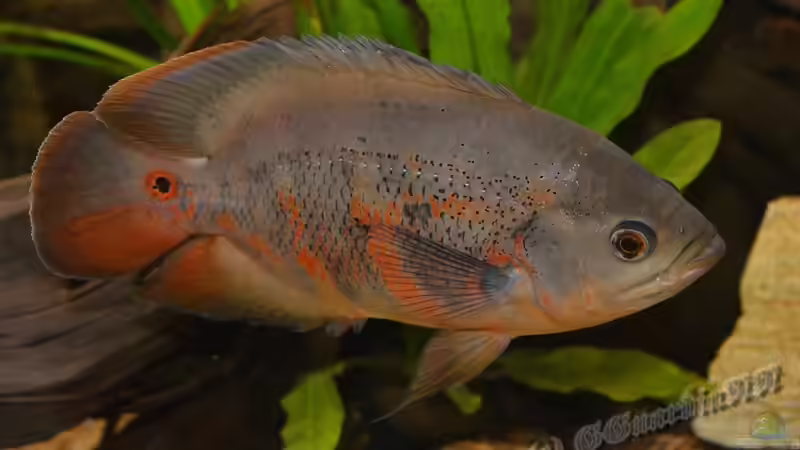 Schön sieht man hier die roten Flossen. von GGuardiaNN (34)