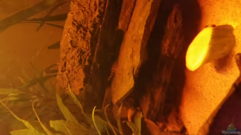 schön von SvenDerGroße (40)