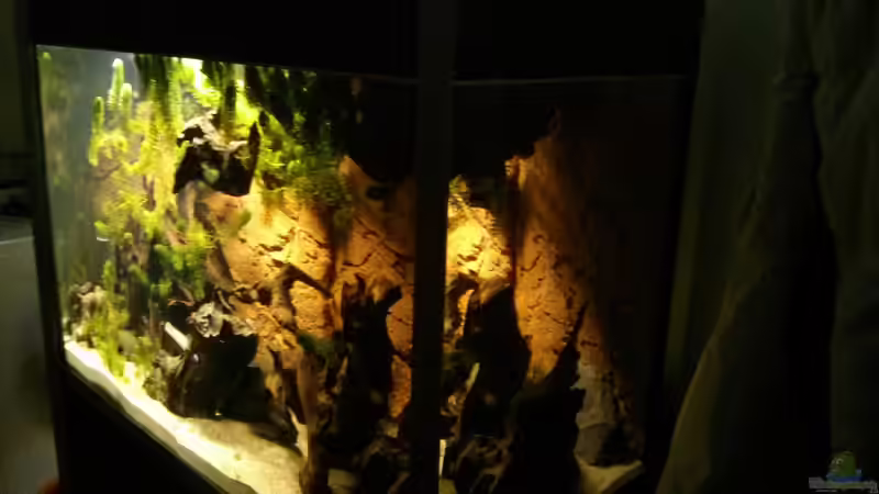 Schön zu erkennen,die Schattenseite hinter der korkröhre ,das hornkraut muss noch von AquaTobi90 (4)