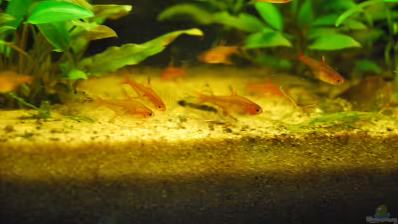 Einrichtungsbeispiele für L-Welse (Loricariidae)