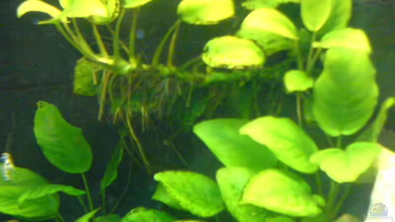 schöne dichte anubias von Markus Ludwar (7)