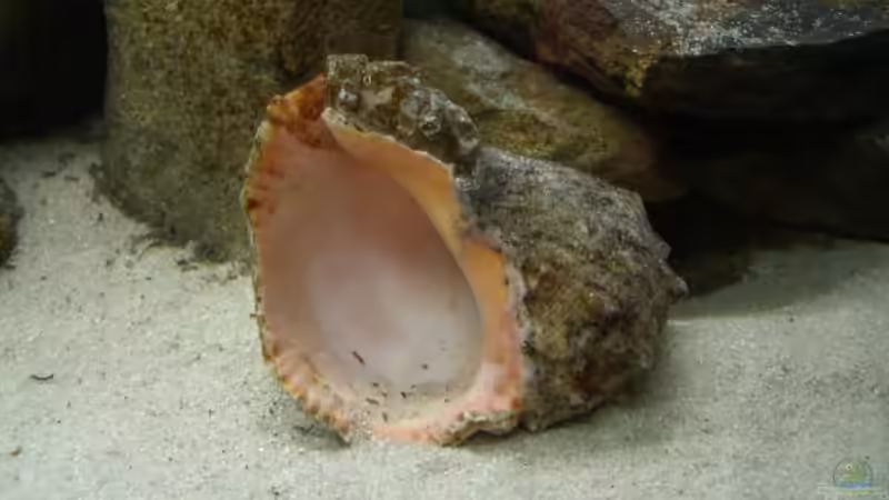 Schöne große Muschel von P.K. (4)