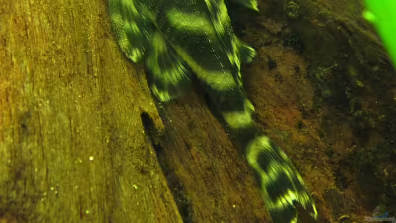 Schöne L - Welse aus Südamerika