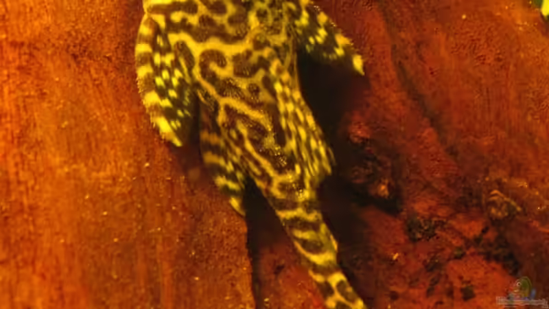 Schöne L - Welse aus Südamerika