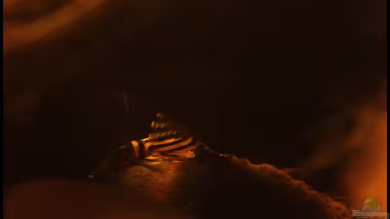 Schöne L - Welse aus Südamerika