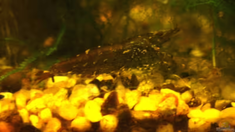 schöne N. palmata dame von aetti (6)