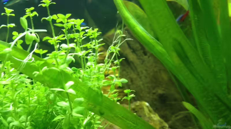 Schöne Pflanze :) von Tobias Frank (8)