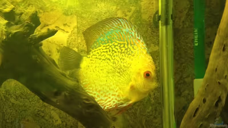 schöne rote Augen von Thomas S-H (21)