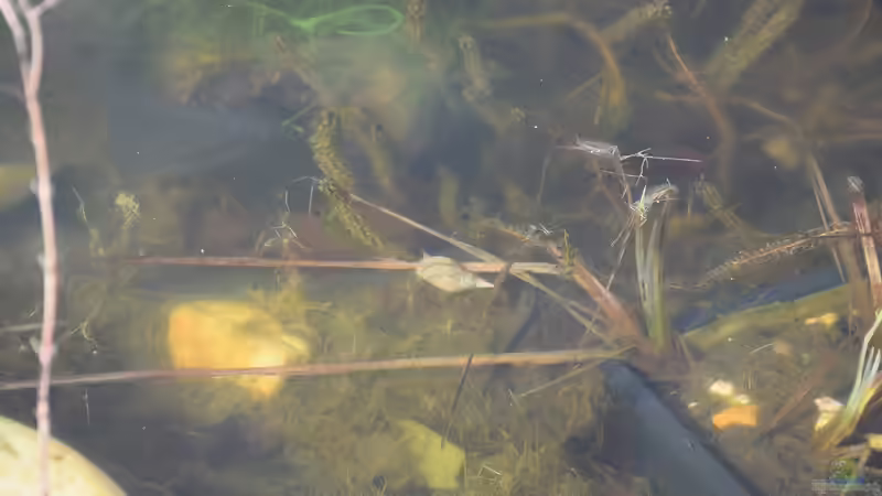 Lymnaea stagnalis im Gartenteich halten (Einrichtungsbeispiele für Spitzschlammschnecke)