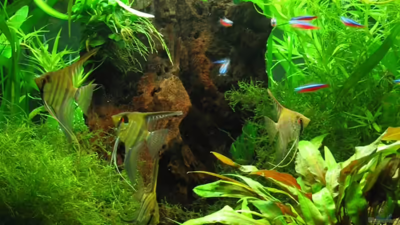 Schöne Wurzel von Frances (8)