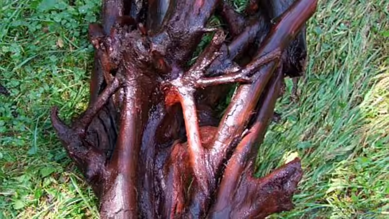 Schöne Wurzeln muss man mitunter etwas suchen.... vor allem zu einem vernünftigen von Denise83 (19)