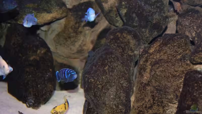 schöner Algenbewuchs von Roland Elsenbruch (9)