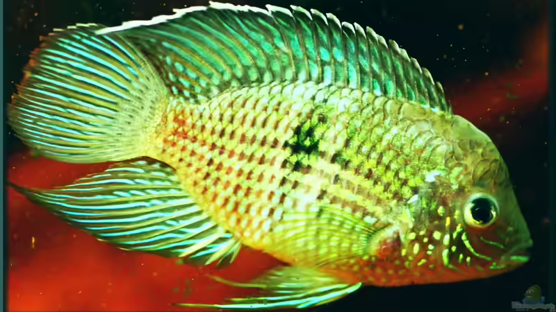 Schöner Buntbarsch aus Südamerika, der Andinoacara / Aequidens pulcher 