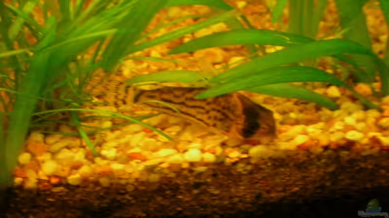 schöner Leo Oder??? von Daniel Schad (5)