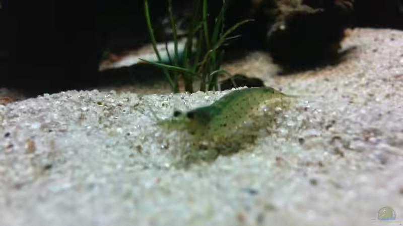 schöner neuer Sand zum Spielen von wasserspaß (27)