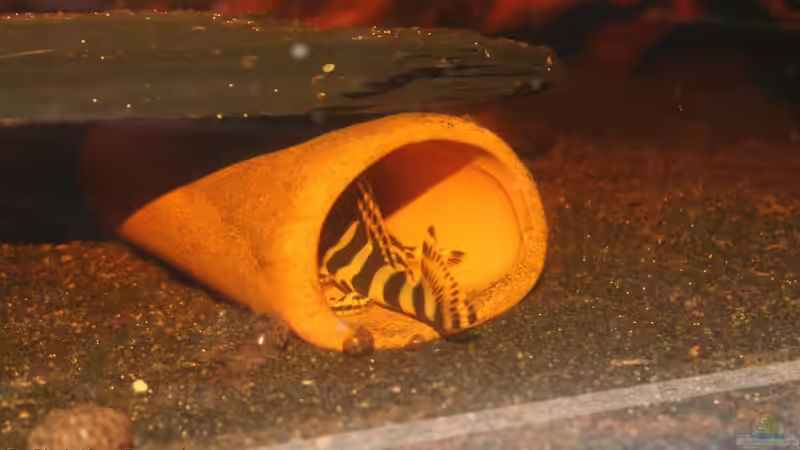 Schöner Popo von chrisi01 (35)