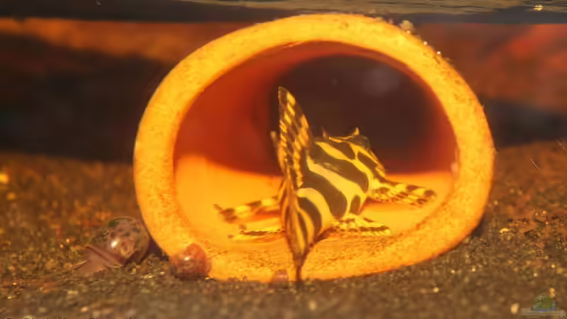 Schöner Popo von chrisi01 (36)