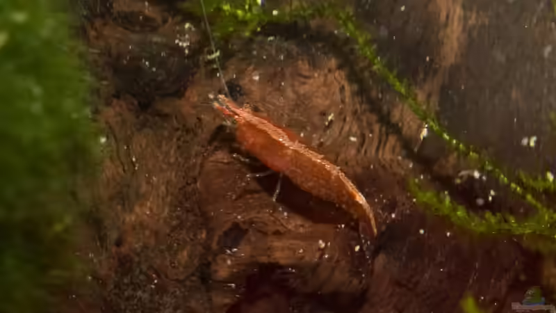 Schöner Rückenstrich von RaykoM (6)