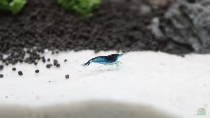 Schönes, blaues Exemplar von X-Rayminator (32)