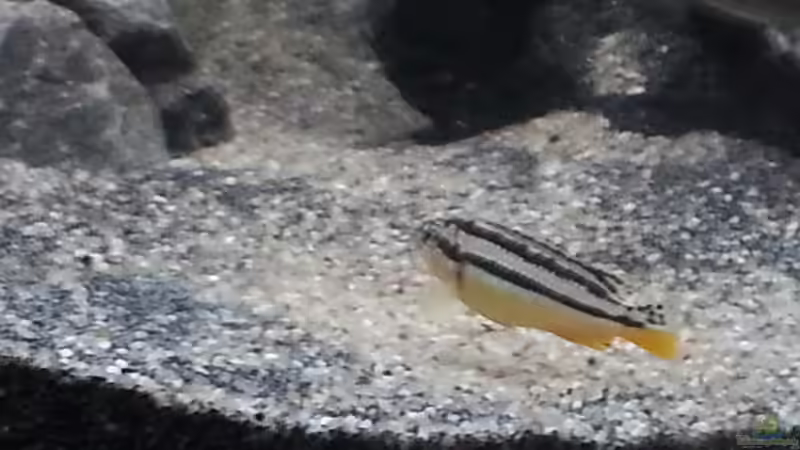 Schönes Auratus-Weibchen von tripledad (25)