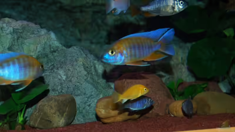 Schönes Bild ! von Frank Hopp (64)