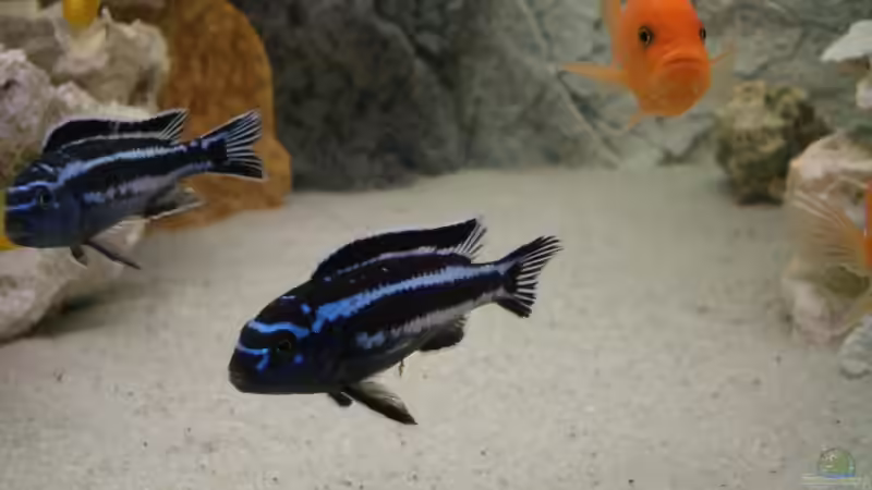 Schönes Bild von Kai Verholen (11)