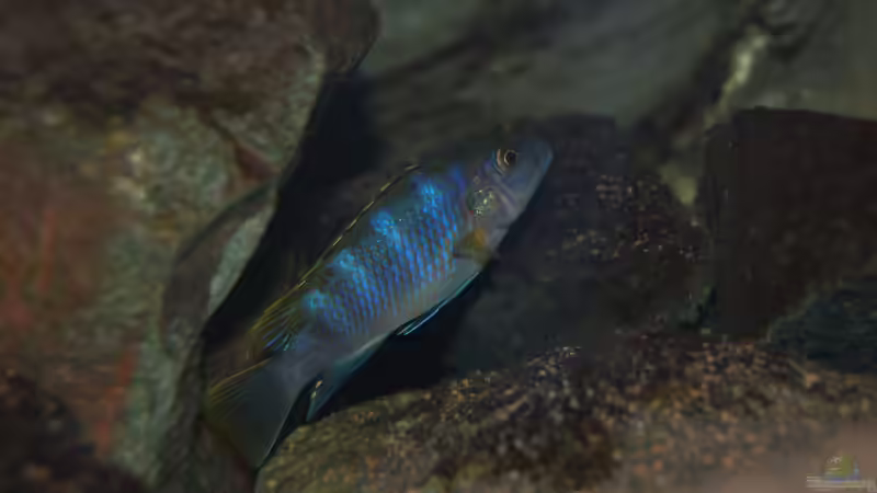 schönes Blau finde ich... von Christian Schlüter (26)