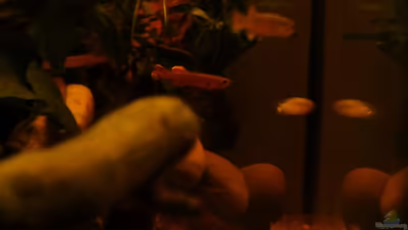 schönes braunes Wasser von die Perle... (2)