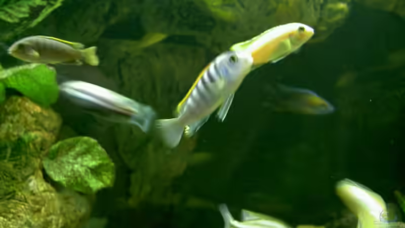 schönes L.hongi Männchen von Thorsten Peetz (14)