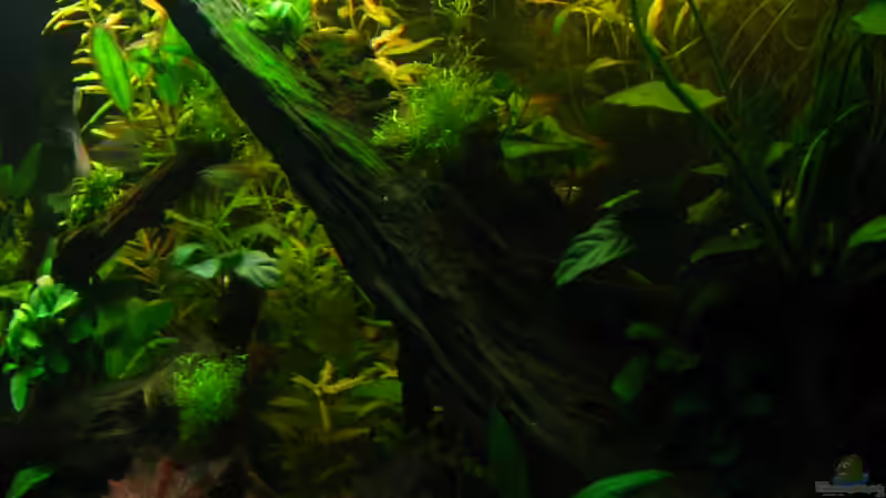 Schönes Moos :D von johnK (7)