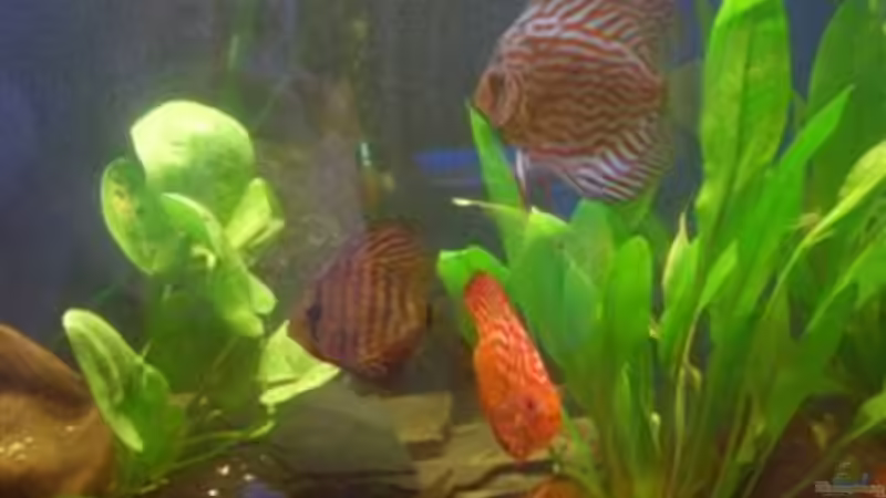 schönes Team  von Tamara Brunner (10)