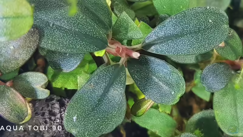 Schönheit der bucephalandra  von AquaTobi90 (15)