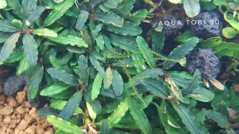 Schönheit der bucephalandra  von AquaTobi90 (20)