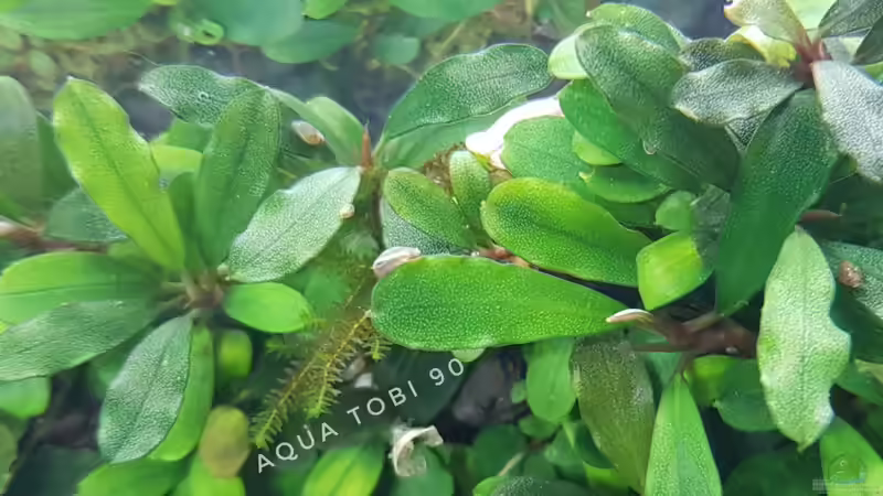 Schönheit der bucephalandra  von AquaTobi90 (22)