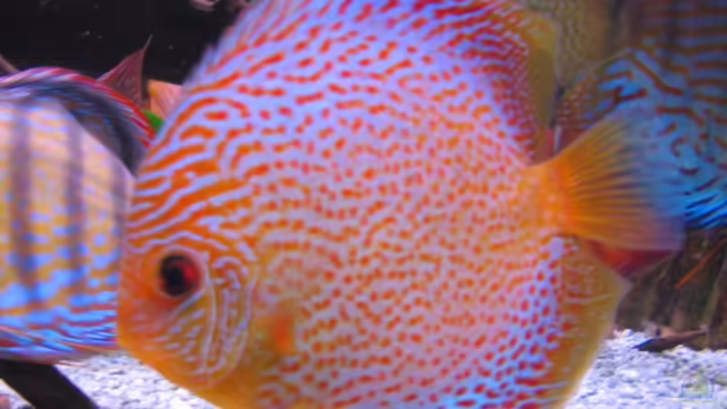 Schönheit der Disken 26.08.08 von Eberhard Brammer (27)