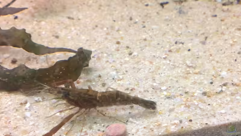 Schoko Ringelhandgarnele m von Wabi (16)