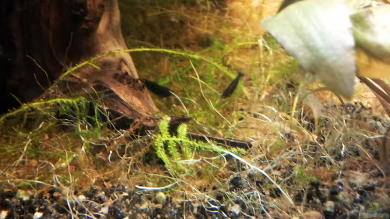 Schoko Sakura von Kaddi (13)