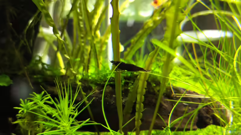 Schoko Sakura von koba2 (35)