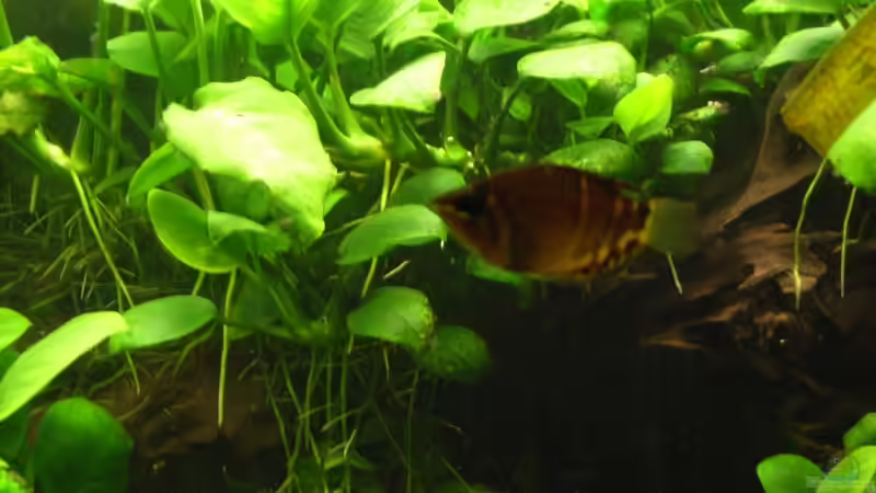 Schokoladengurami von Oliver Czaika (21)