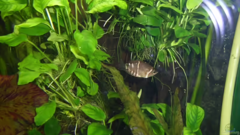 Schokoladenguramimännchen von Oliver Czaika (26)