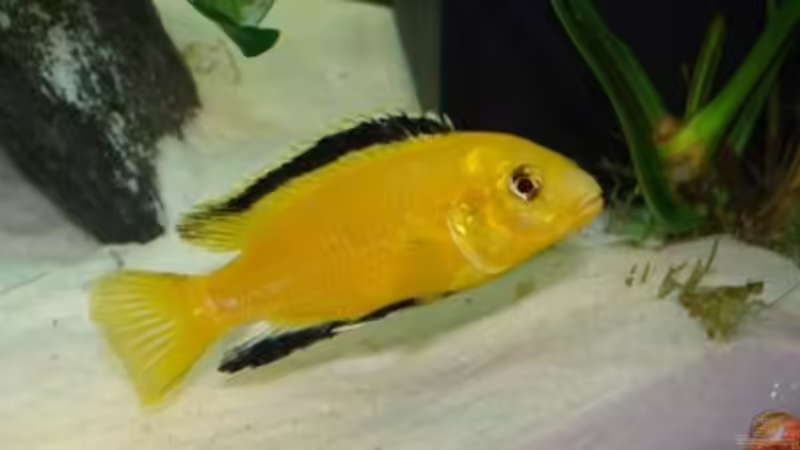 schon besser von malawi74 (42)