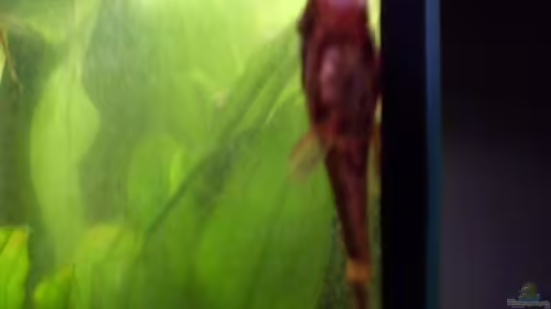 schon etwas gewachsen mein Ancistrus von lichterschein (22)