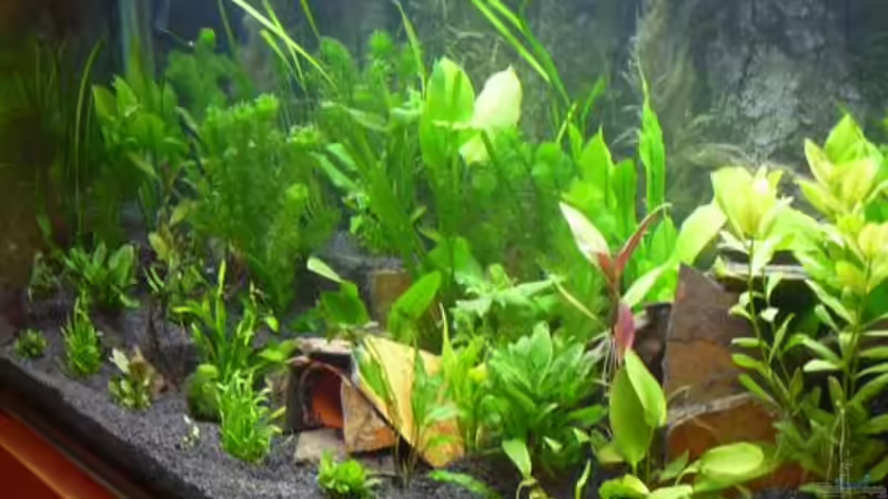 schon etwas gewachsen von Sado-Uwe (15)