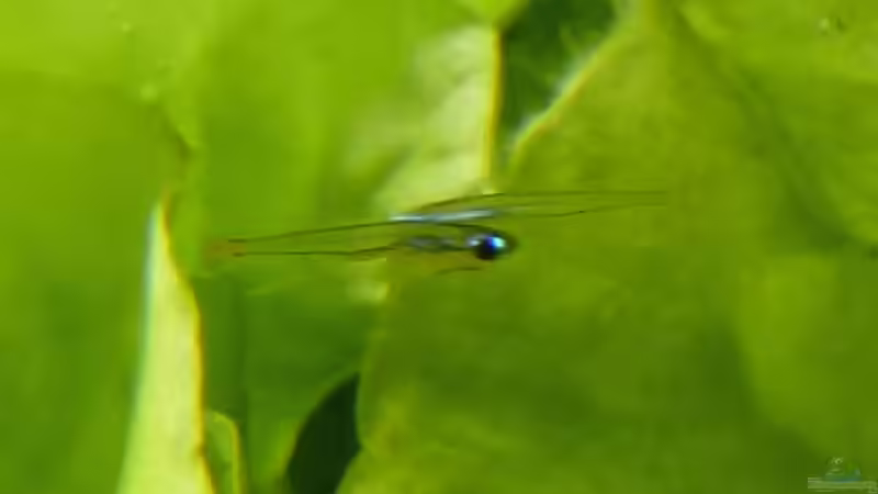 schon etwas größere Kardinälchen, man kann schon ein wenig Farbe erkennen von Summse (50)