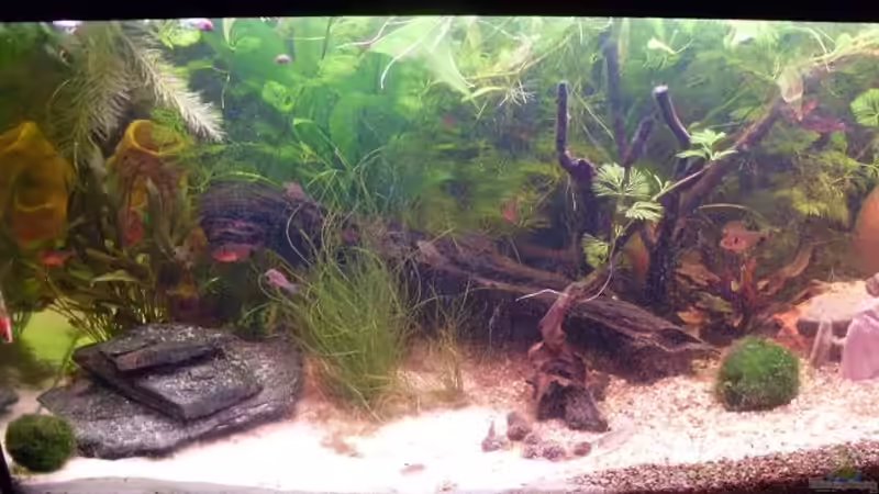 schon ganz schön zugewachsen  von lichterschein (8)