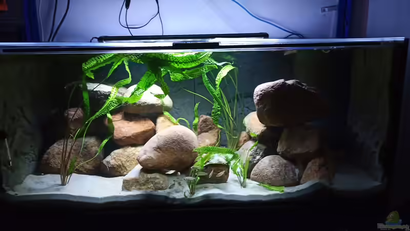 Schon gar nicht so schlecht, oder? von MbunaTowers (1)